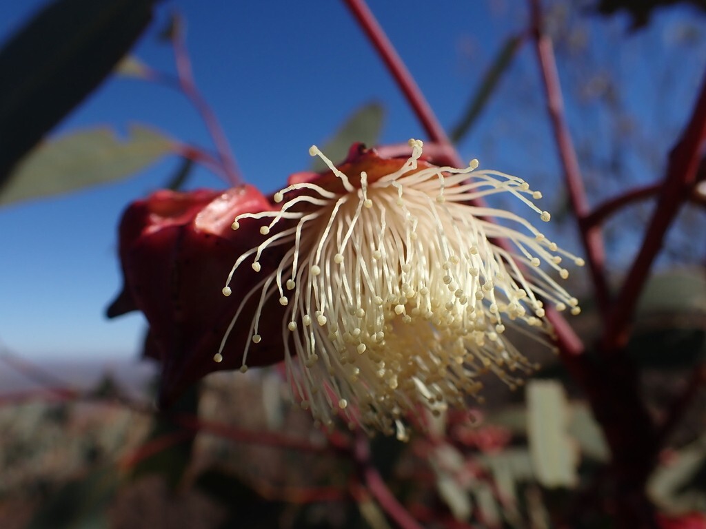 25+ Eucalyptus kingsmillii Seeds – ‘Kingsmill’s Mallee’