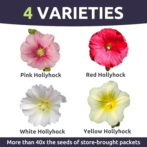 Mixed Color Hollyhock Seeds – 10,000 Bulk Flower Seeds for Planting – 1/4 lb Pou