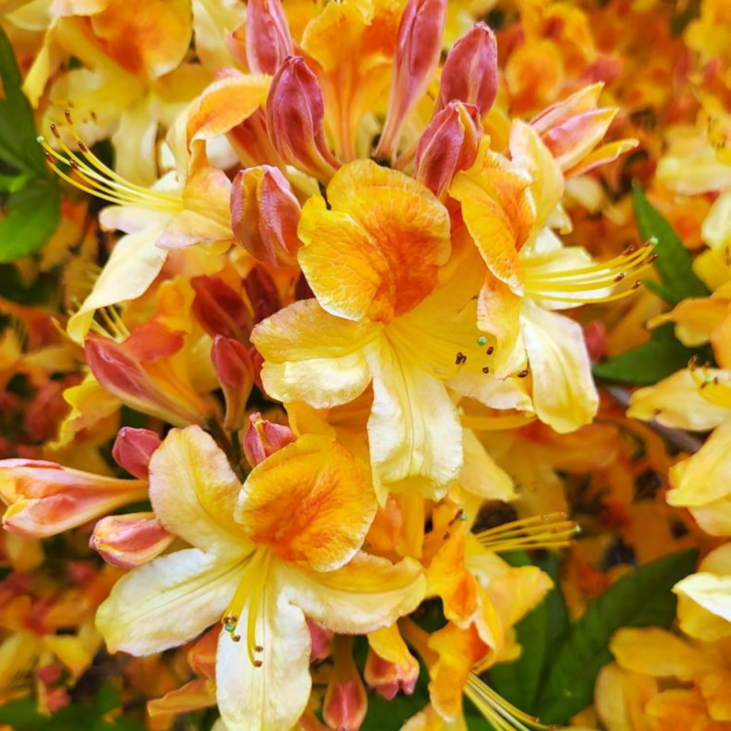 100+ Azalea Flower Seed for Planting Ornamental Flowering Plant Attract Butterfl