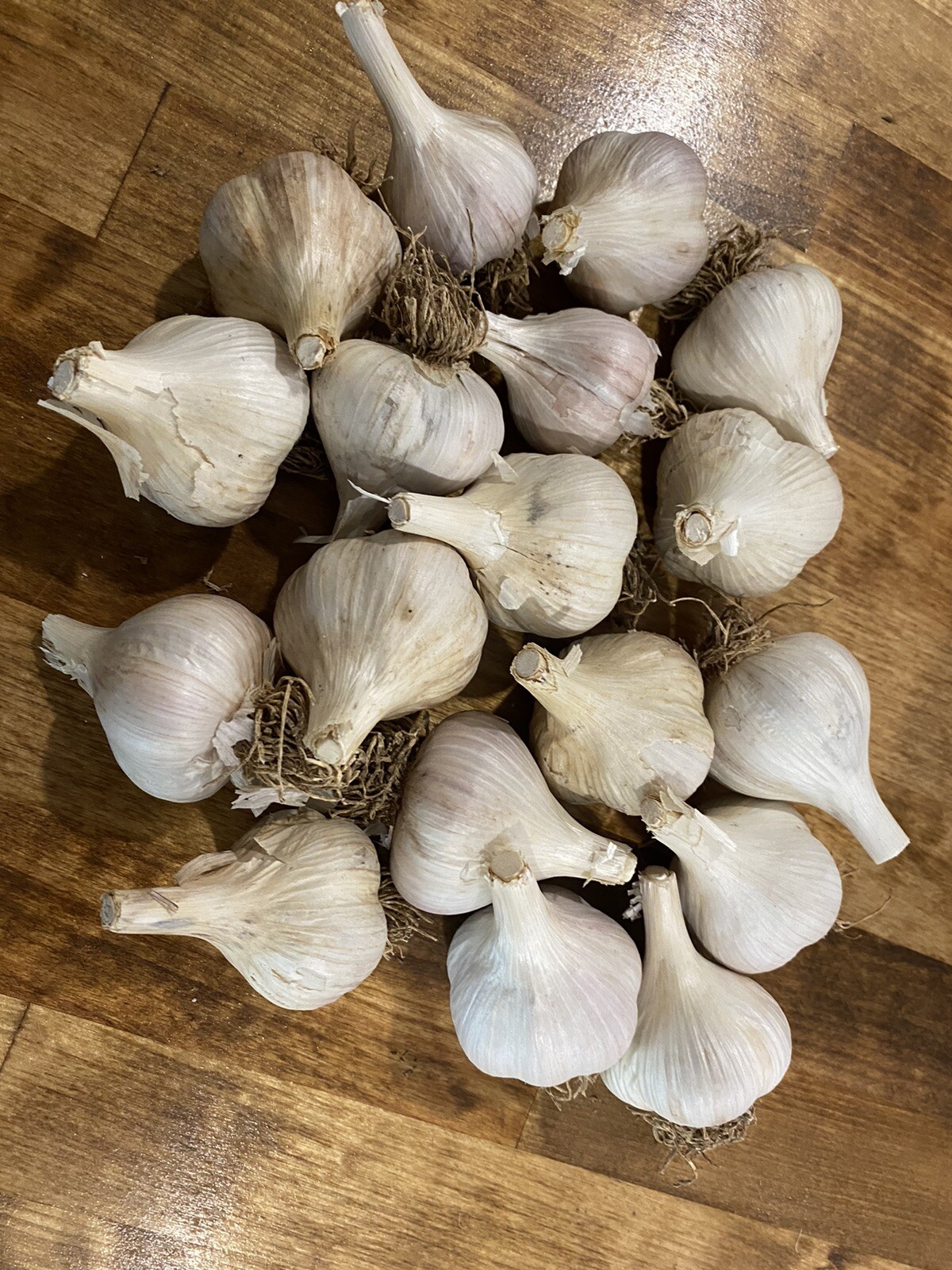Russian Giants lb. 1/2 Lb 7-10 Bulbs Hardneck Garlic Bulbs to Plant or Eat