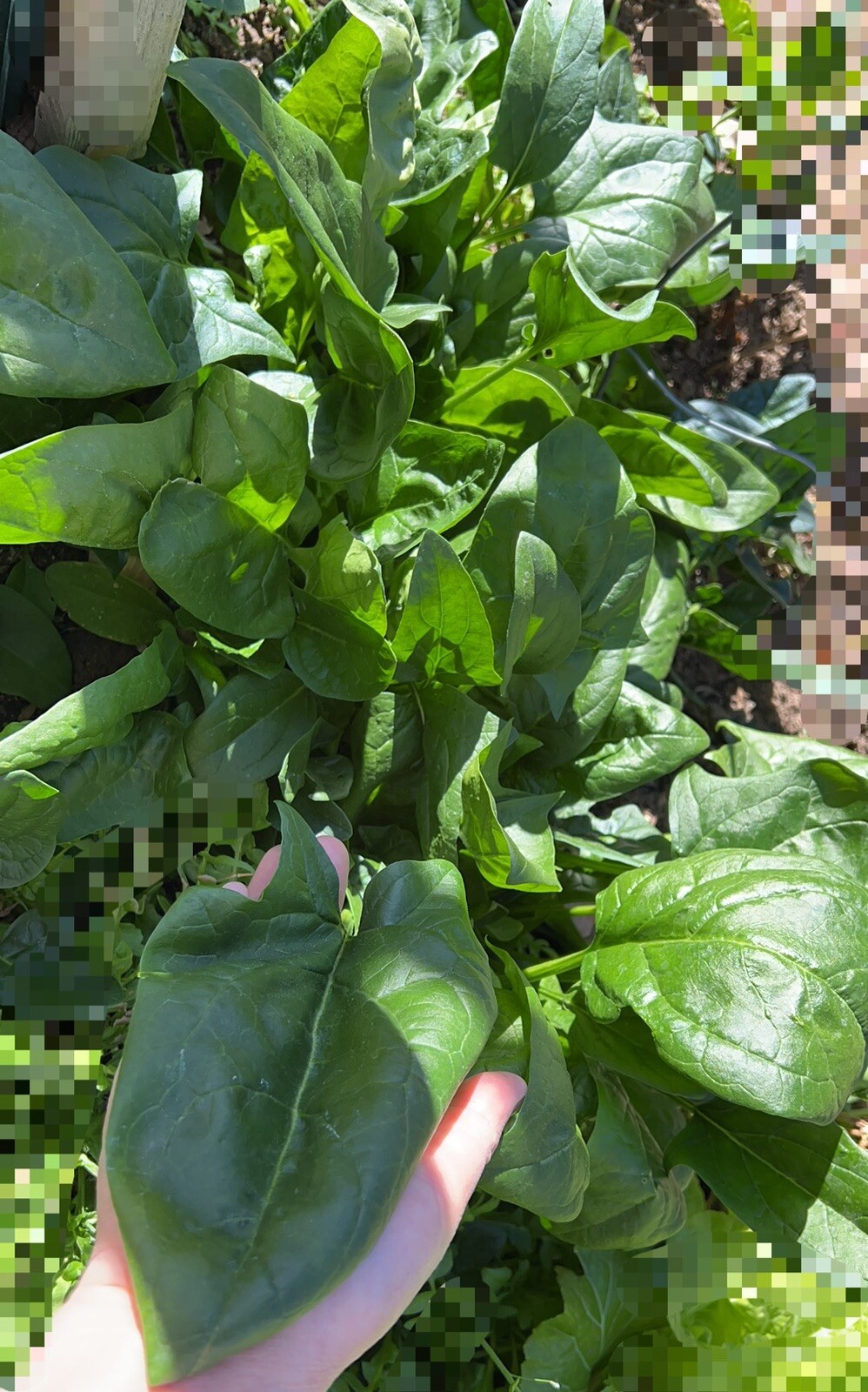 300+Giant Noble Large Leaves spinach seeds 300多粒大叶菠菜种子 2023年新种子