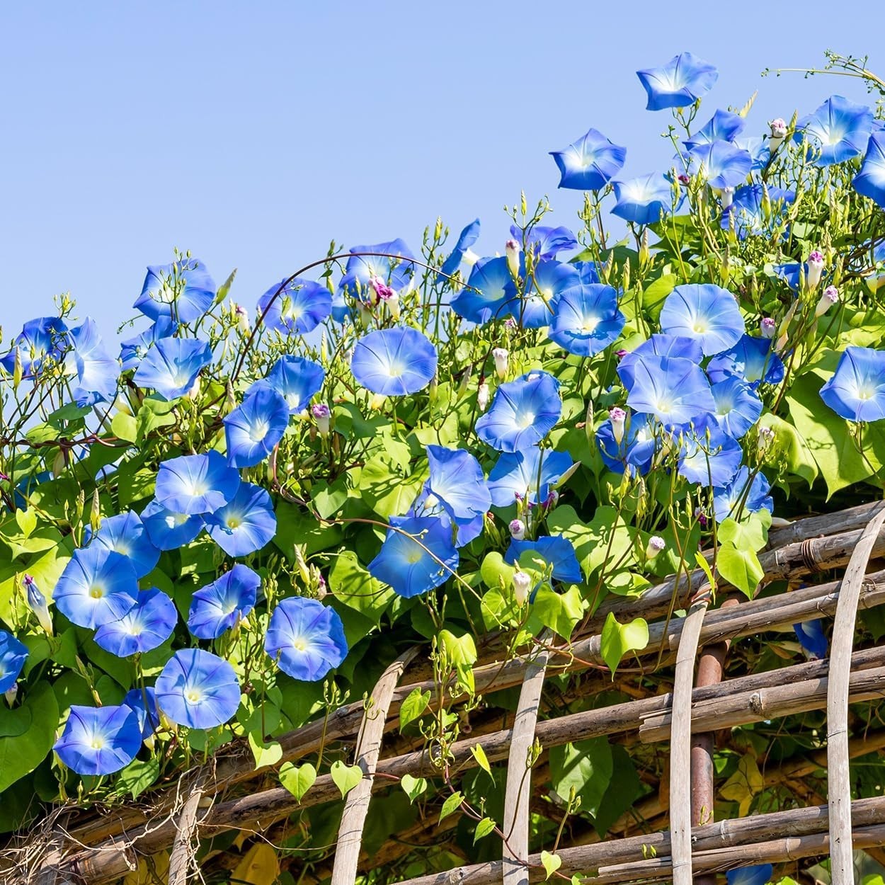 Non-GMO Morning Glory Seeds – 60 Open Pollinated Flowers for Full Sun