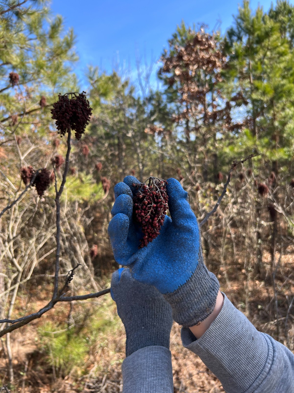 500 Flameleaf Sumac Tree Seeds (Rhus copallinum) Winged Sumac – Zones 4-9 USA