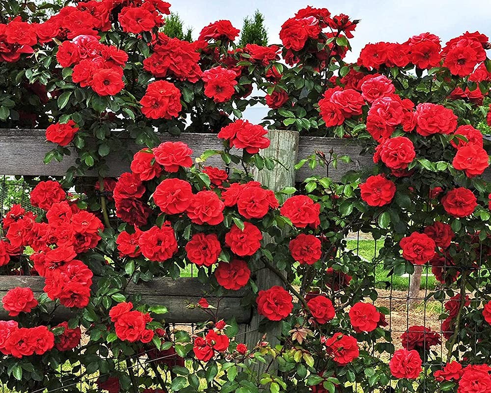 200+ Mix Climbing Rose Seeds for Planting Outdoors Ornamental Climbing Flower…