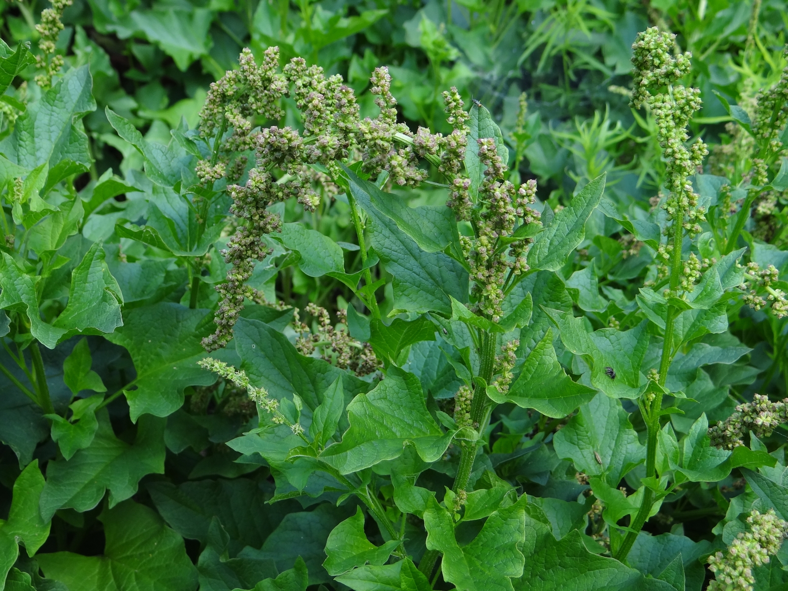 1,000 CHENOPODIUM BONUS-HENRICUS Seeds (Good-King-Henry) | Free shipping