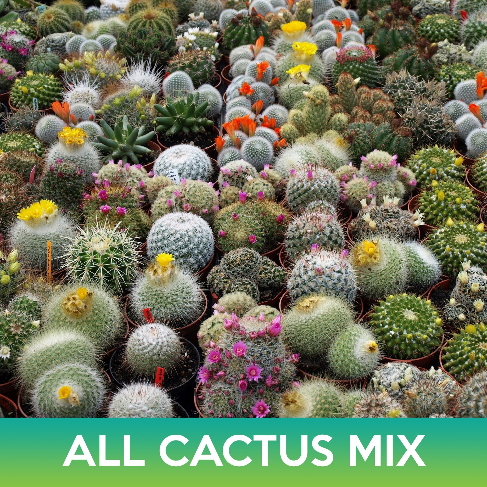 All Cactus Seeds Mix, Cereus, Golden Barrel, Parodia, Hedgehogs, Mammillarias,