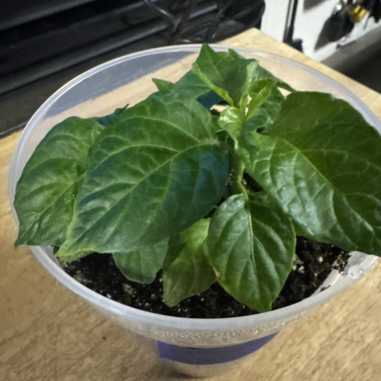 Rare!! 5 Chocolate Ghost Pepper Plants!! Rooted and Healthy!! Ready To Ship!!