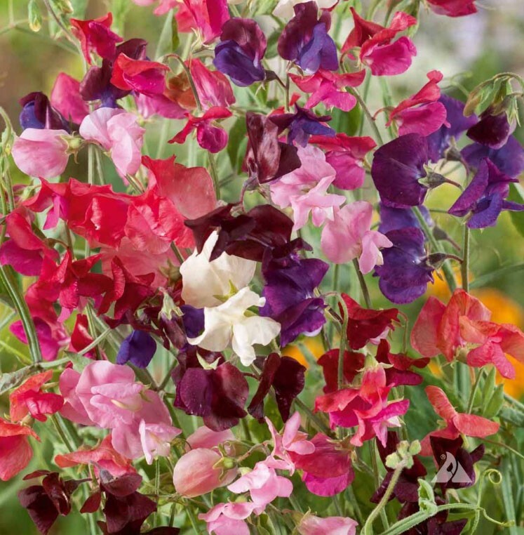 Landscaper’s Pack CLIMBING VINE MIX Colorful Climbers 6 Species 200 Seeds