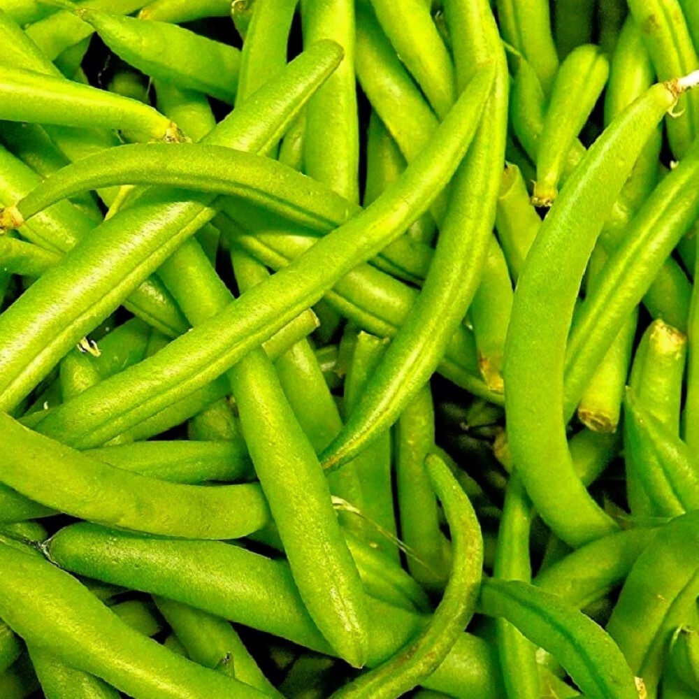 Contender Bush Bean Seeds | NON-GMO | Heirloom | Fresh Garden Seeds