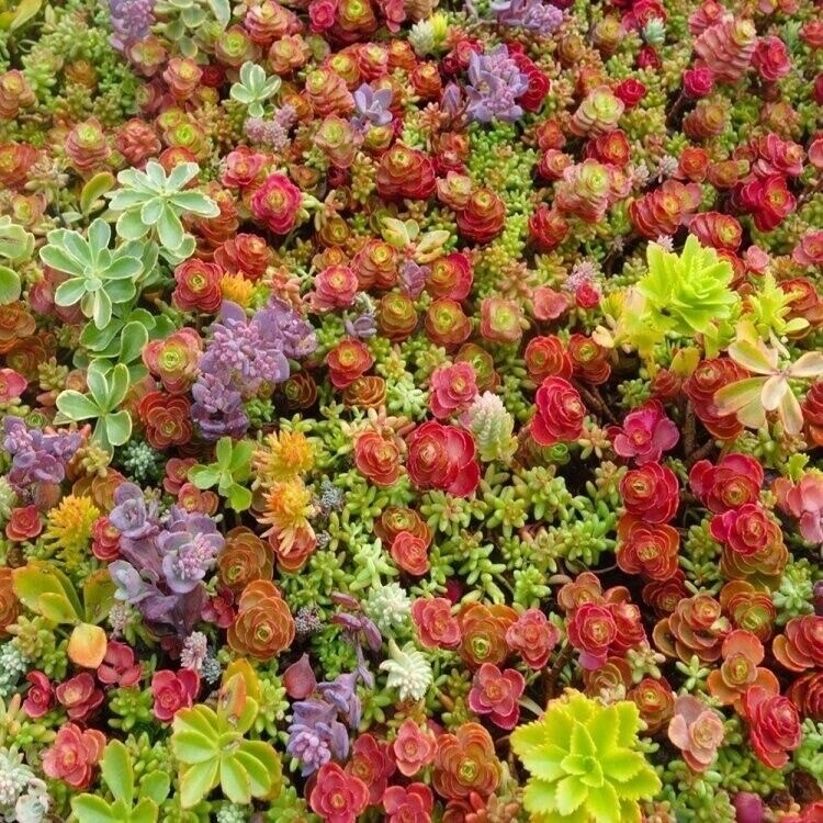 100+ MIXED SEDUM SEEDS – Stonecrop beautiful Succulent groundcover USA FREE SHIP