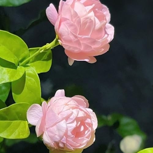 Mix Climbing Double Jasmine Seeds for Planting, 290+pcs Perennial Fragrant Climb
