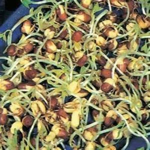 8 oz Adzuki Bean Seeds, Non-GMO Seed For Sprouting Sprouts Microgreens