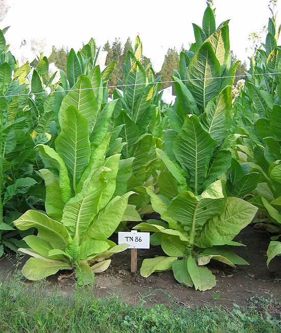 1000 TN 86 Tobacco Seeds ~ Heirloom ~ Disease Resistant ~ Non-GMO Tobacco