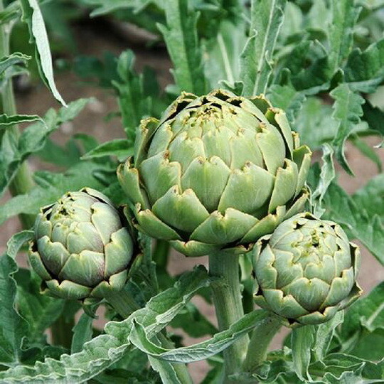 50 Green Globe Artichoke Seeds – Non-GMO – Always Fresh Seeds!