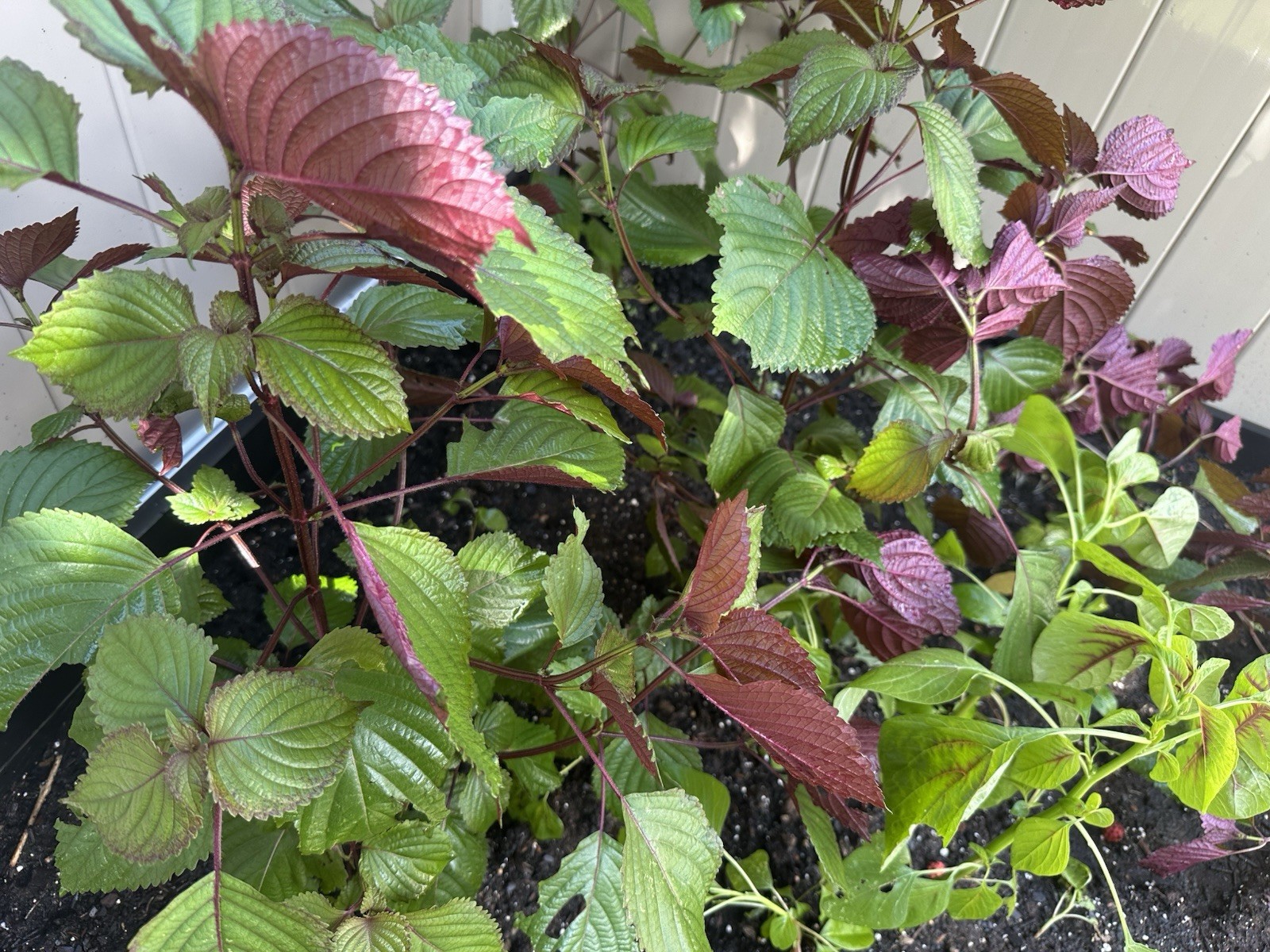 Perilla frutescens 50 Herb New Seeds For Planting