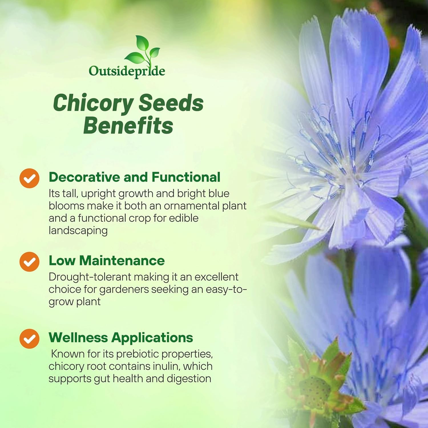 5000 Seeds Blue Chicory Seeds For Planting | Cichorium Intybus Wild Flower Seed