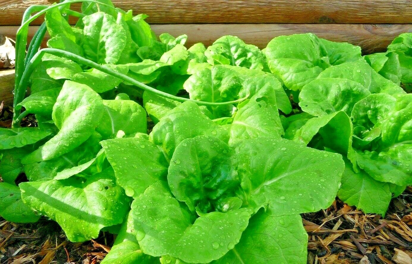 1500+ LETTUCE BLACK SIMPSON SEEDS SPRING SALADS HEIRLOOM NON-GMO MICROGREENS USA