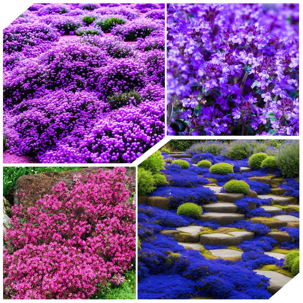 6000+Perennial Mixed Creeping Thyme Thymus Serpyllum Seeds for Planting Outdo…
