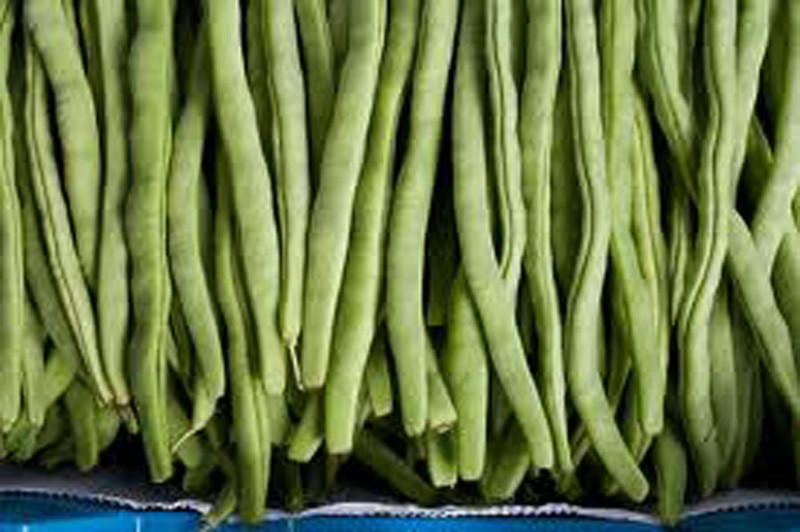 Bean Seeds, Bean Seeds Mix Garden Top 5 Collection, Heirloom Seeds, 5 T