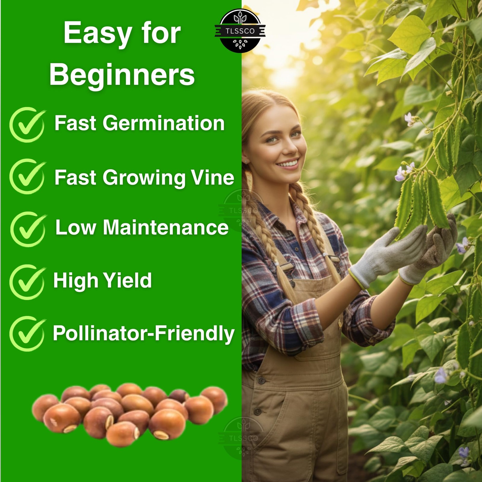 50+ USA Premium Winged Bean Seeds for Planting, Non-GMO â€“ Green