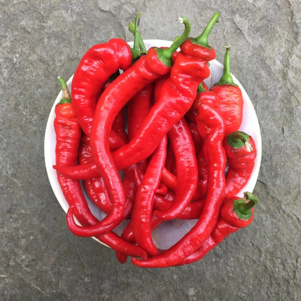 20 JIMMY NARDELLO PEPPER SEEDS ~ heirloomseedguy ~ 2026 ~ NON-GMO