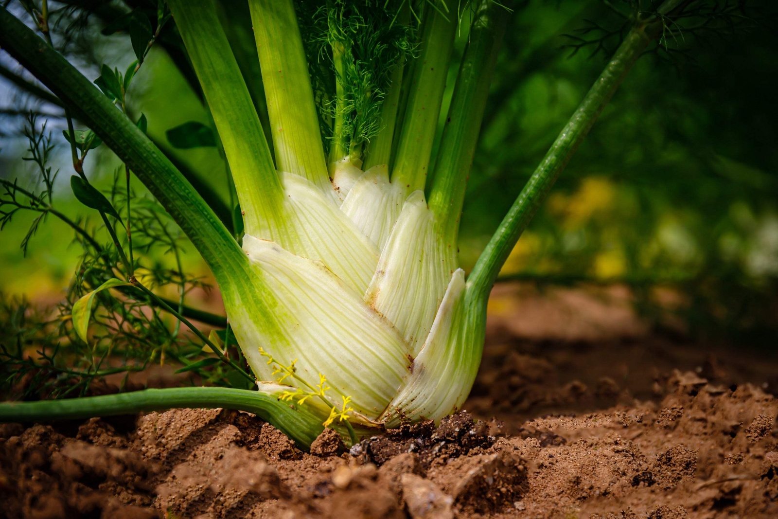 300 SWEET FLORENCE FENNEL Foeniculum Vulgare Azoricum Herb Vegetable Flower Seed