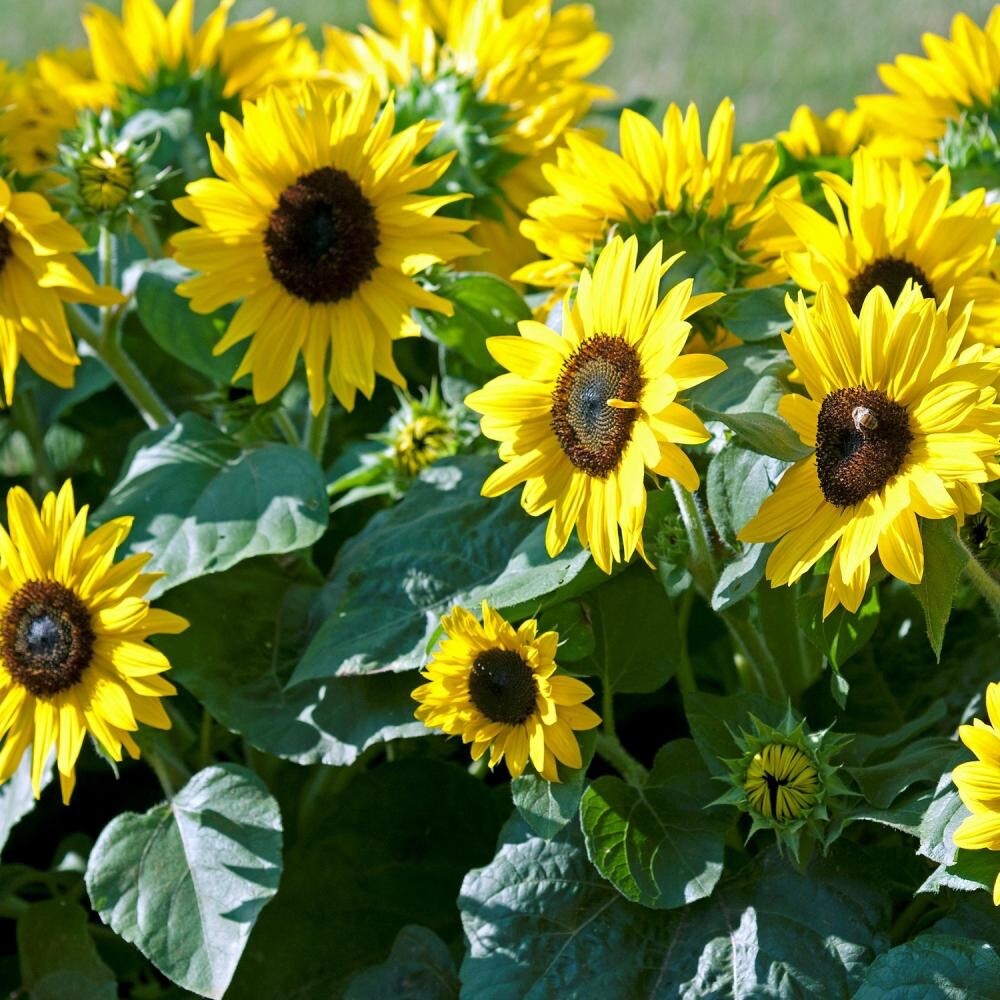 Sunflower- Dwarf Sunspot- 25 Seeds Helianthus Annuus Yellow