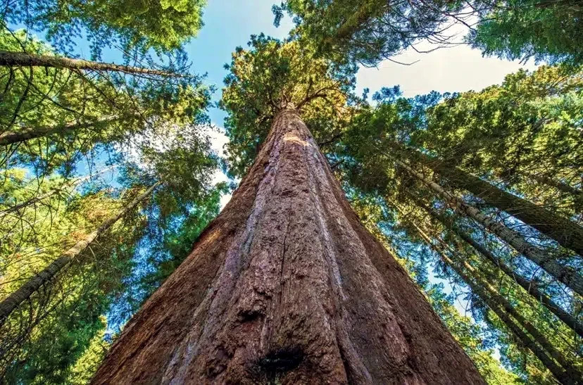 California Coast Redwood Seeds Giant Sequoia Bonsai “TALLEST TREE in the WORLD!”