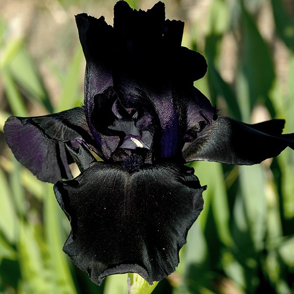 ** HELLO DARKNESS ** Tall Bearded Iris. BLACK, Combined Shipping: Jul – Sep