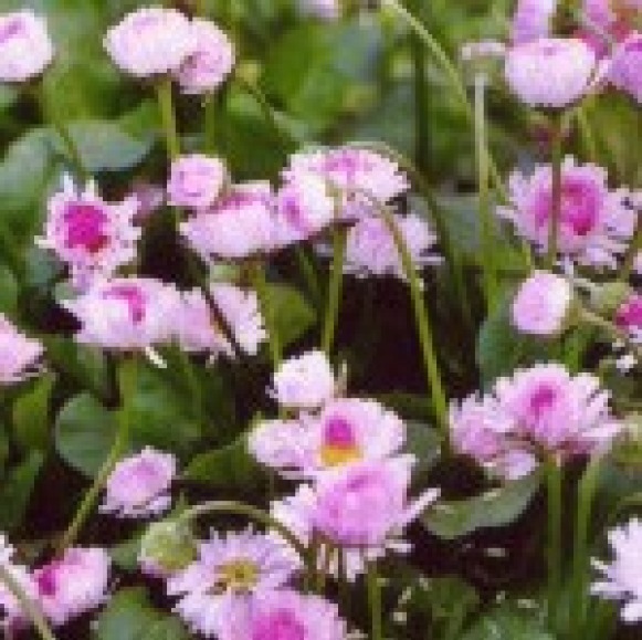 ENGLISH DAISY FLOWERS 200 FRESH SEEDS FREE USA SHIPPING BELLIS PERENNIS