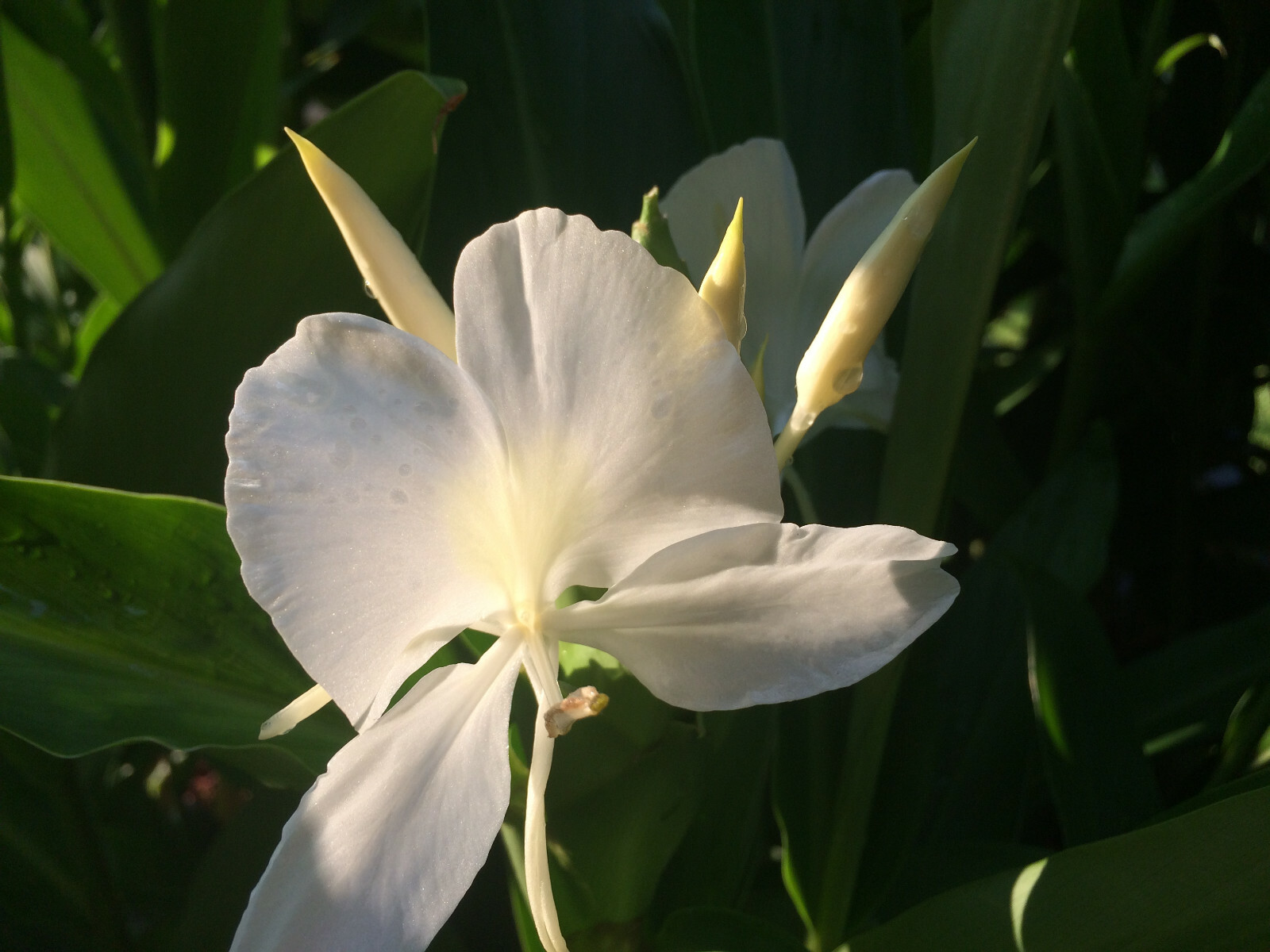 White Ginger (Hedychium coronarium) Fragrant, Beautiful, Hardy, Easy BIG BULBS +