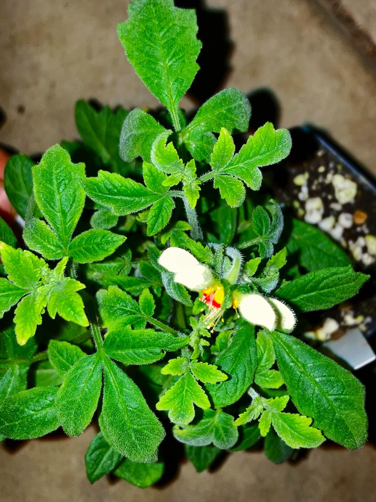 Nasa triphylla Seeds, Ornamental South American Annual Flowering Nettle Plant