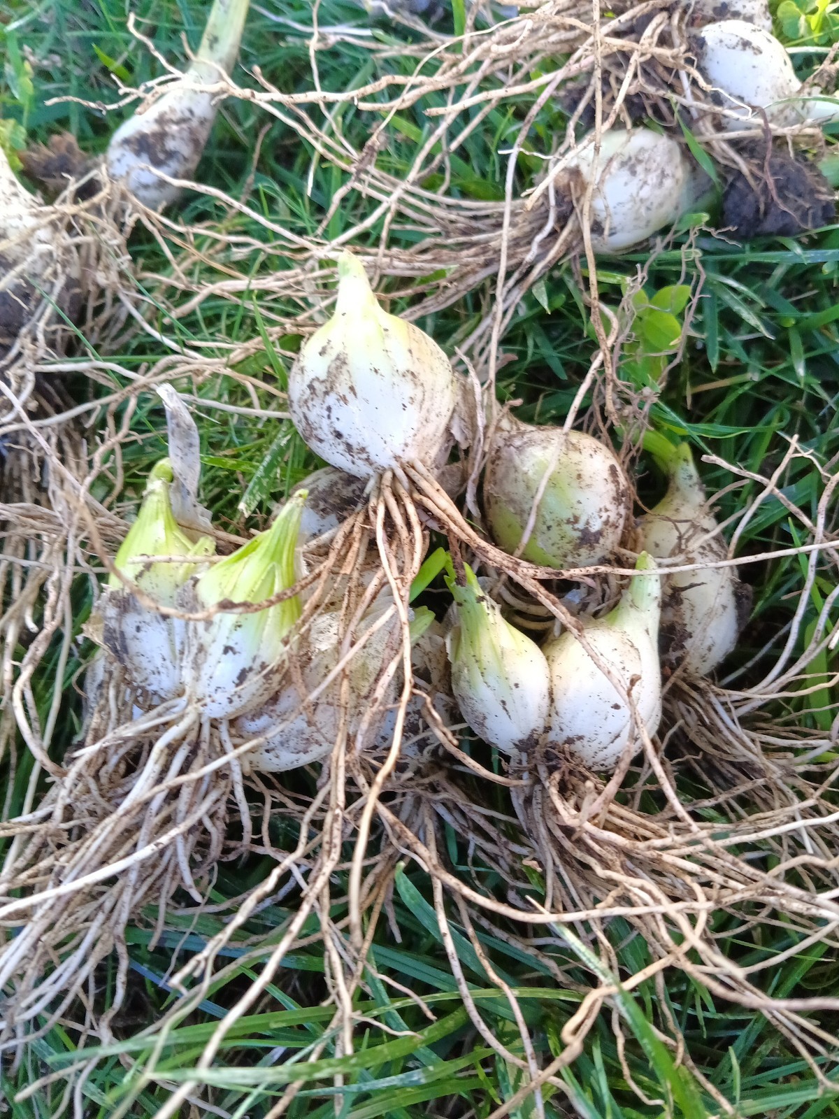 50 White Mccullar Egyptian Walking Onions rooted Bulbs