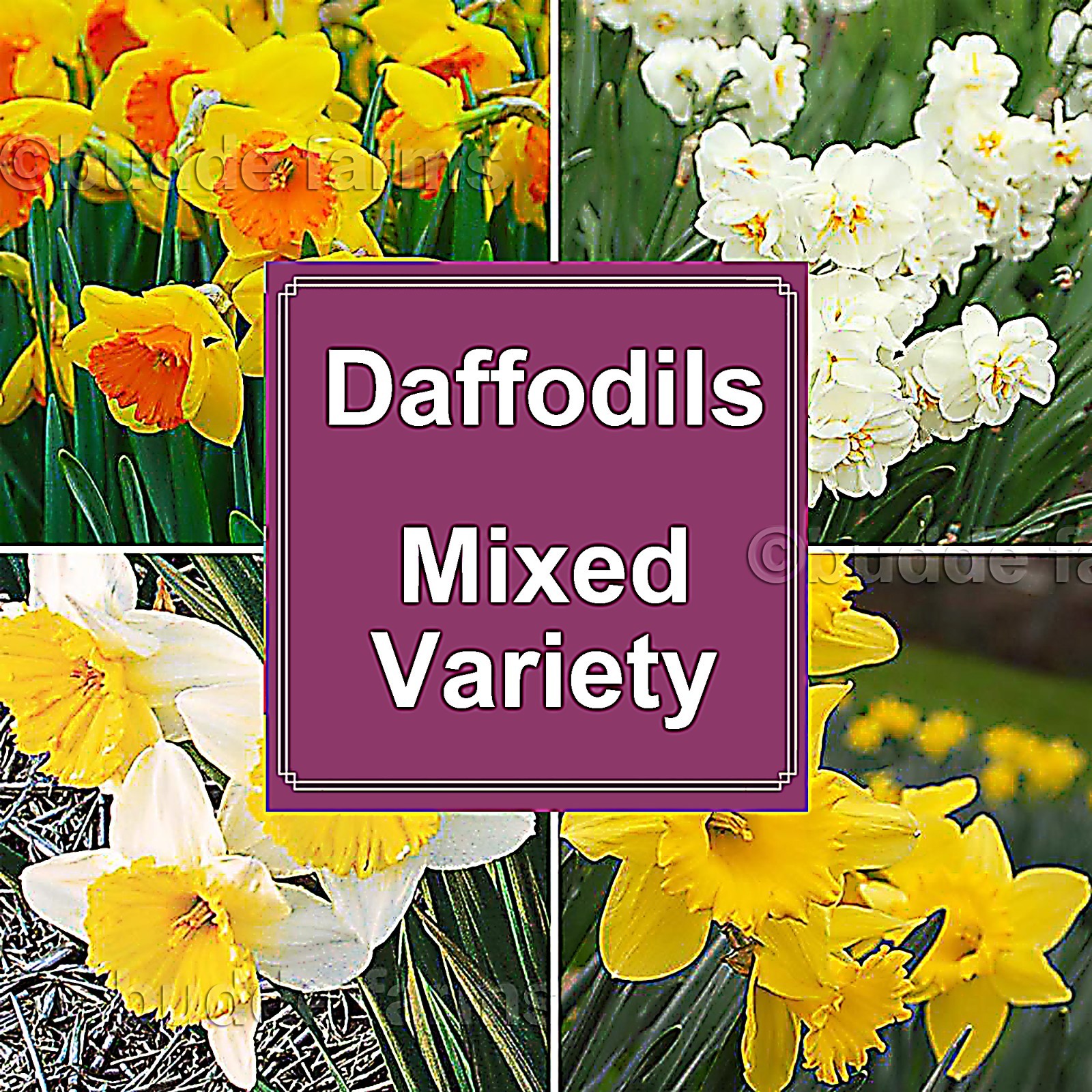 (10-PACK) Daffodil bulbs – Trumpet Mix; Red-Devon or similar *SPRING BLOOMS*