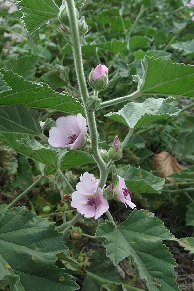 Althaea Officinalis 100 Seeds – Marshmallow