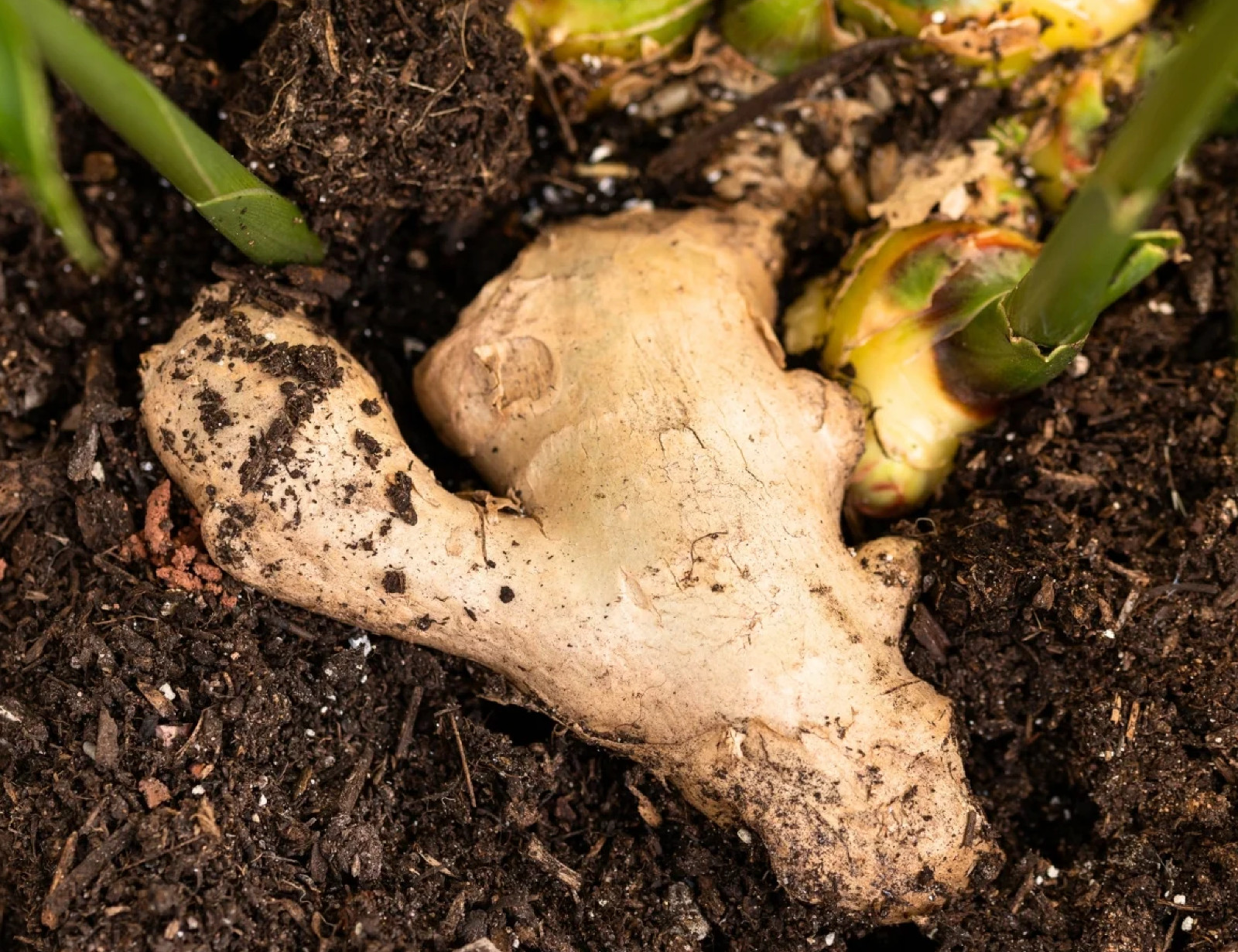 Live 10 Rhizomes of Edible Ginger Roots Organic Zingiber Officinale for Growing