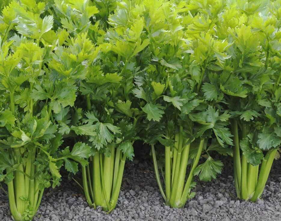2000+Celery Seeds Tall Utah Celery Seeds Heirloom Crisp Tender Texture Fresh USA