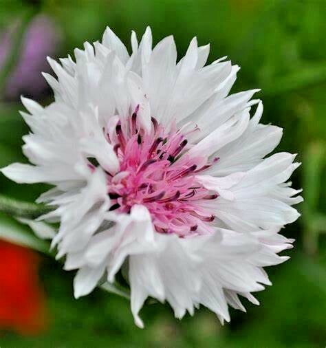 501+CORNFLOWER BACHELOR BUTTON Mixed Seeds Cut Dried Flowers Garden Container