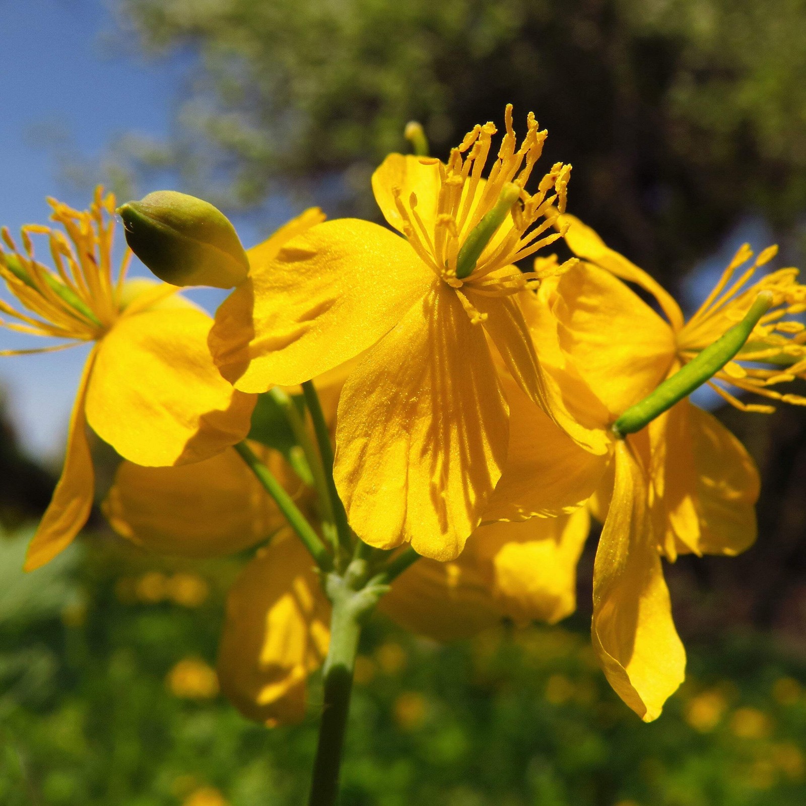 Celandine Seeds (Chelidonium majus) ~Traditional Herb Native Pollinator Garden