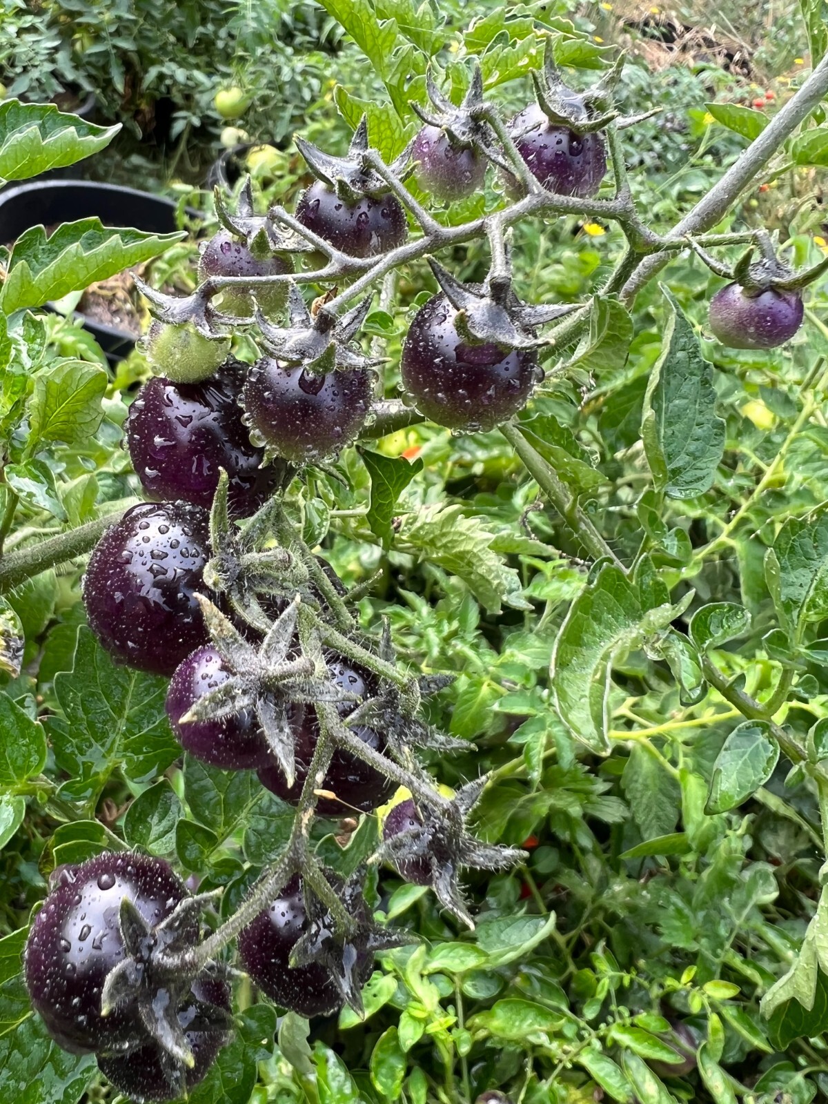 Blue Berries Tomato Seeds | Organic | Indigo Variety | Rare | Antioxidant Rich