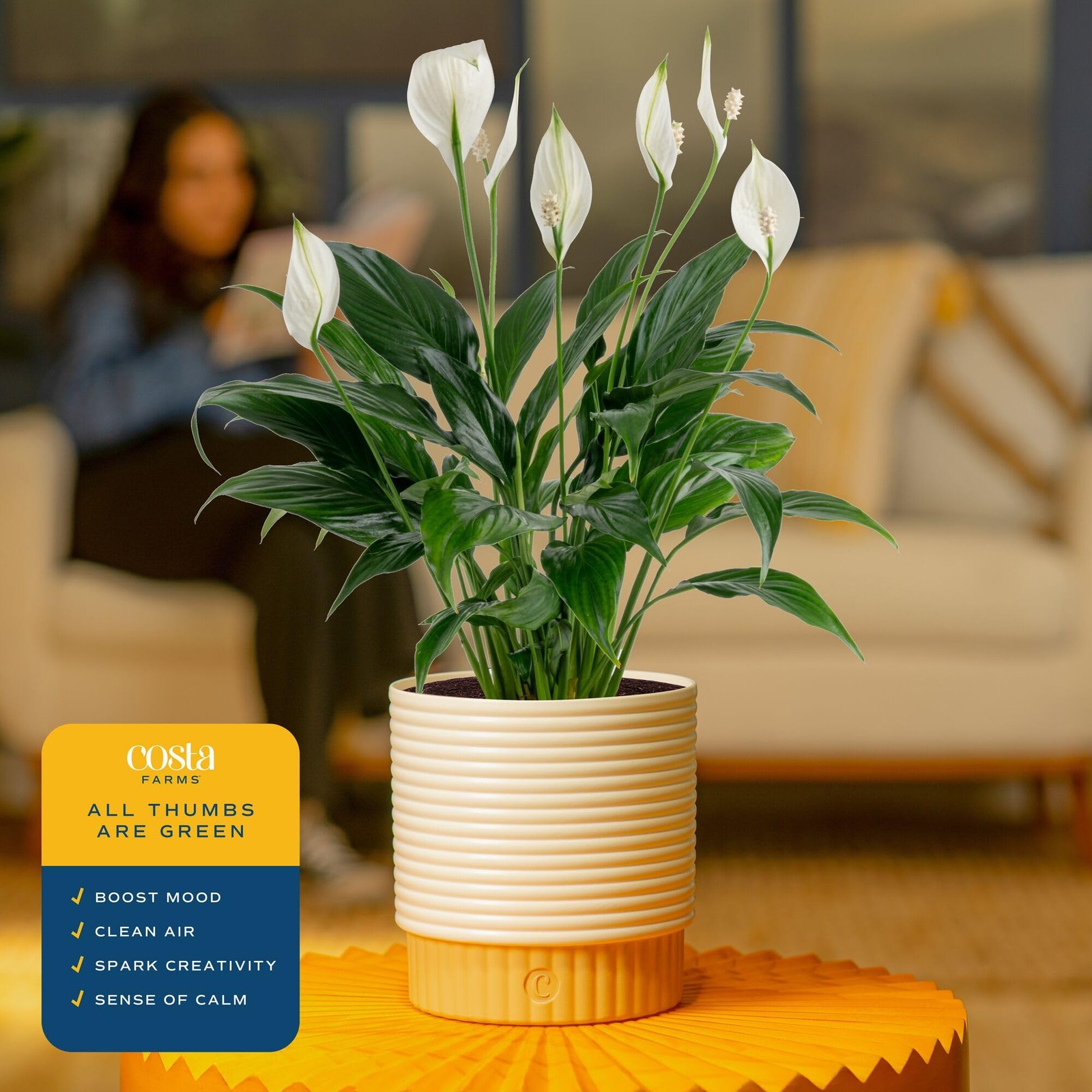 Peace Lily Live Plant in Decorative Pot, Air Purifying Flowering Indoor House…