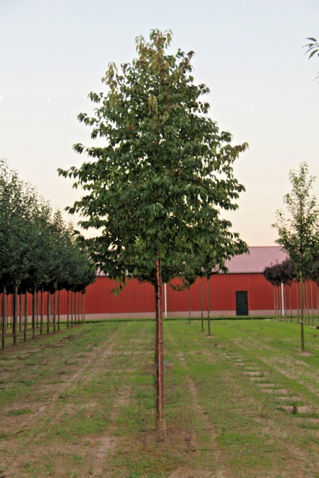 Fire Cherry | Premium Seeds | Prunus pensylvanica ‘Fruit’ | Plants’®