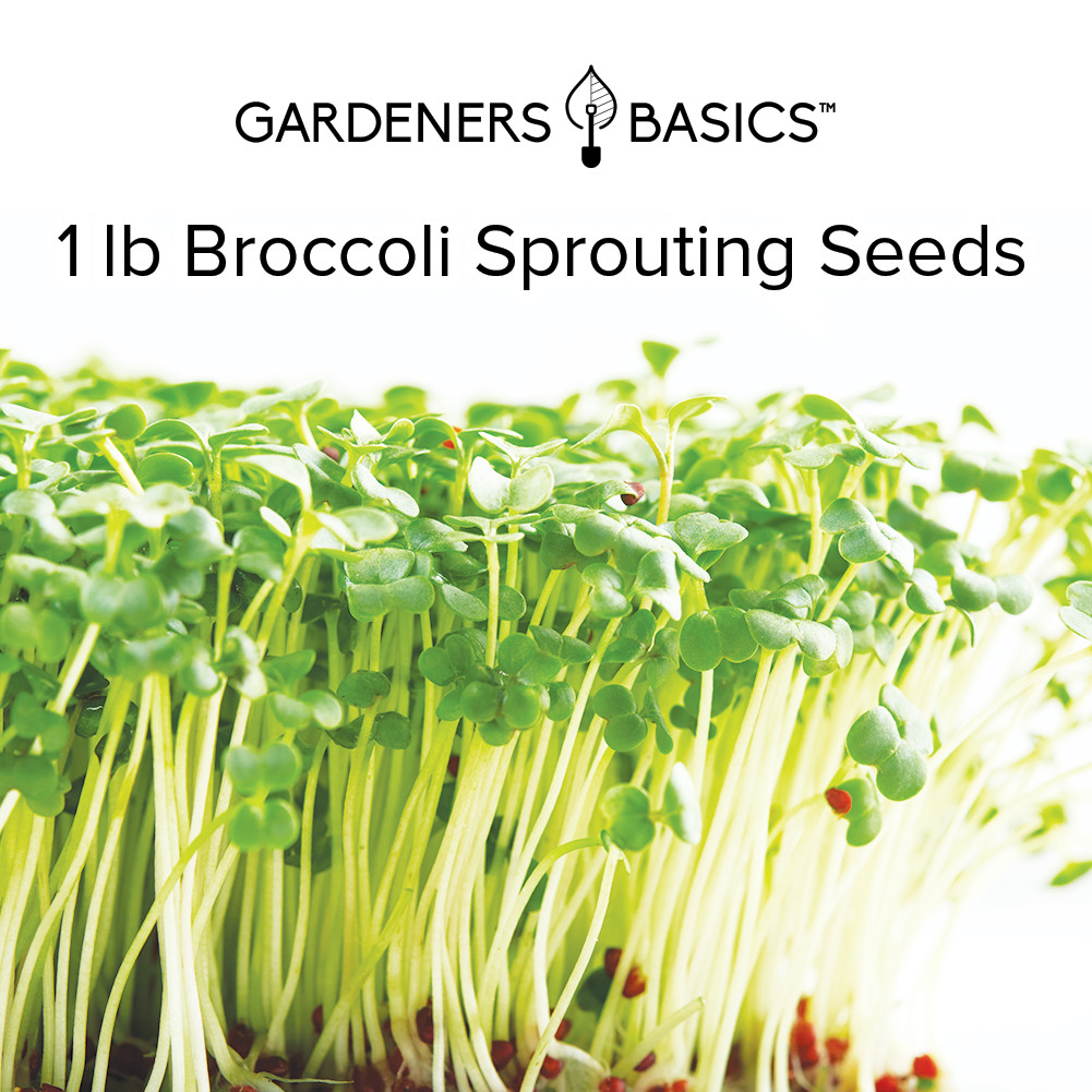 Waltham 29 Broccoli Sprouting Seeds – 1 Pound