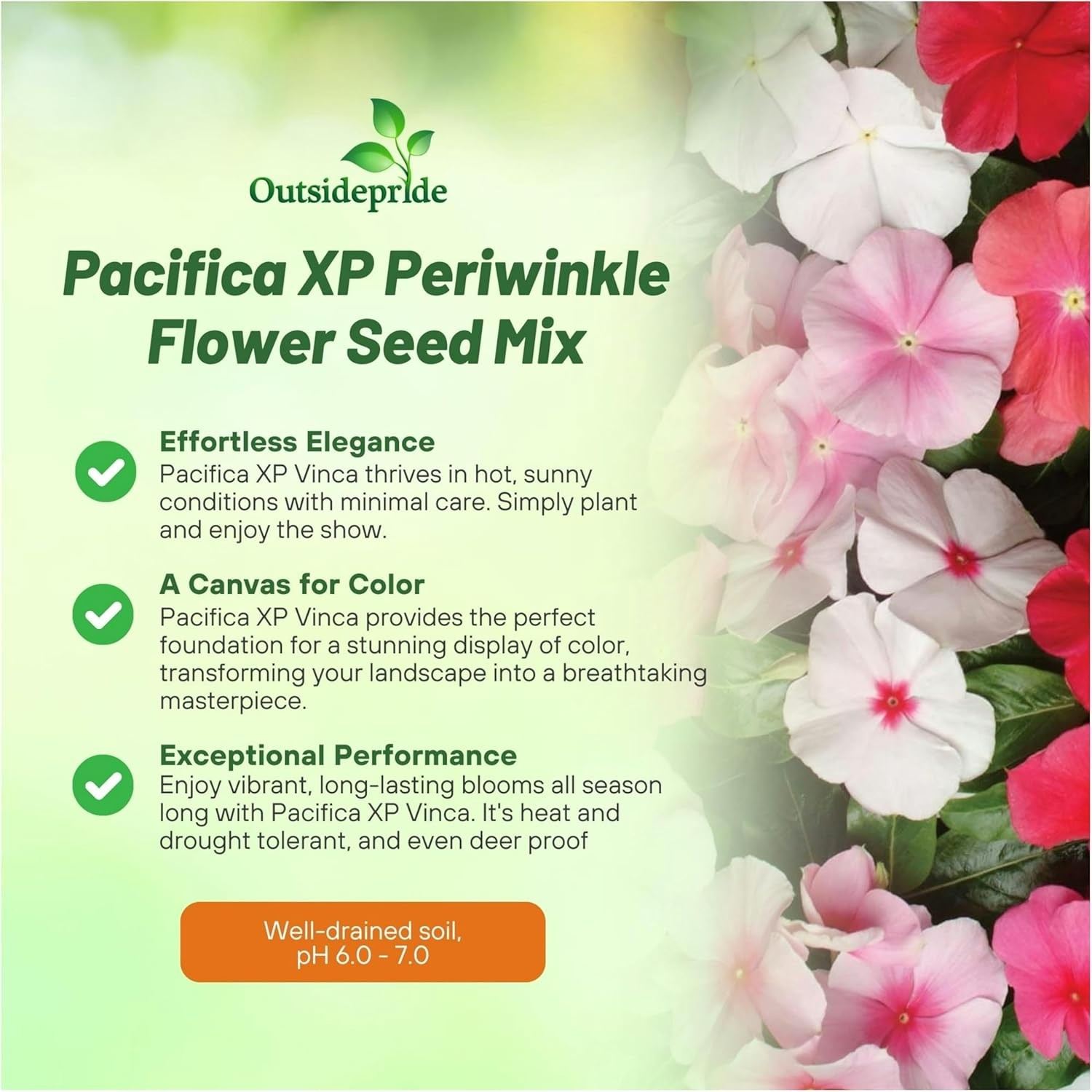 100 Seeds Drought Tolerant Periwinkle Flower Seed & Ground Cover Plant Mix