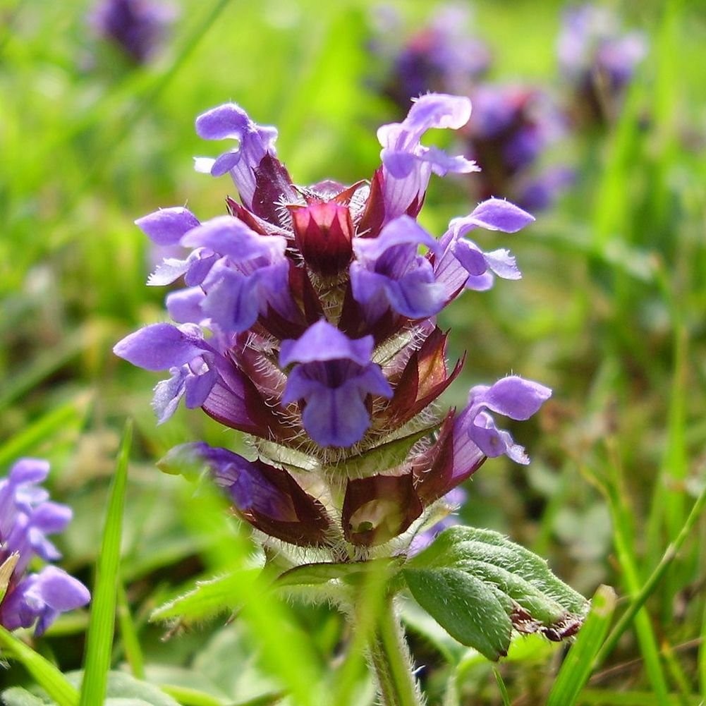 Heal All Prunella Vulgaris Lanceolata Seeds – 700 Non-GMO Heirloom Seeds