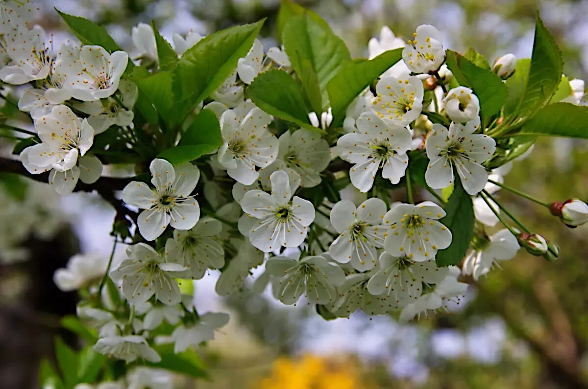 Sweet Mazzard Cherry Tree Seeds (Prunus avium) Edible Fruit, Fast, Hardy-Zone 4