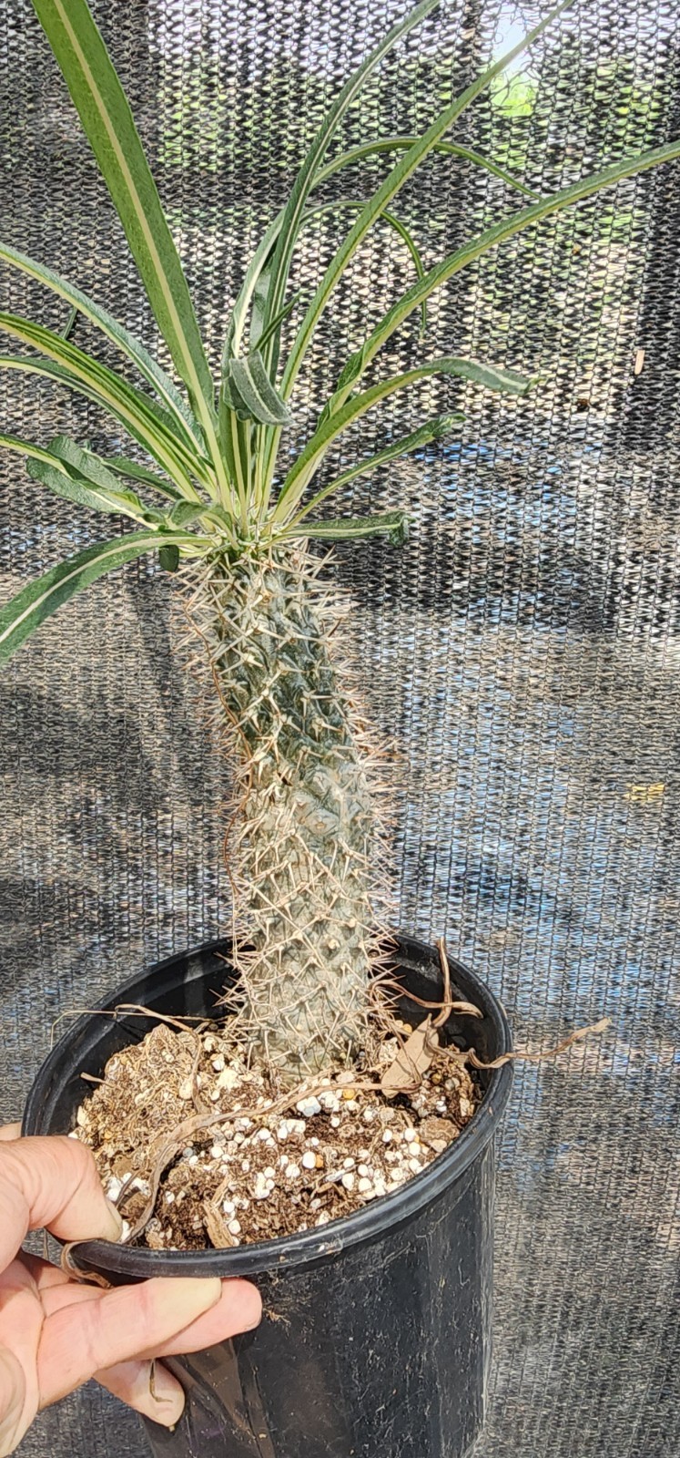 RARE (Pachypodium geayi) MADAGASCAR PALM TREE Succulent Cacti Cactus Plant 10″