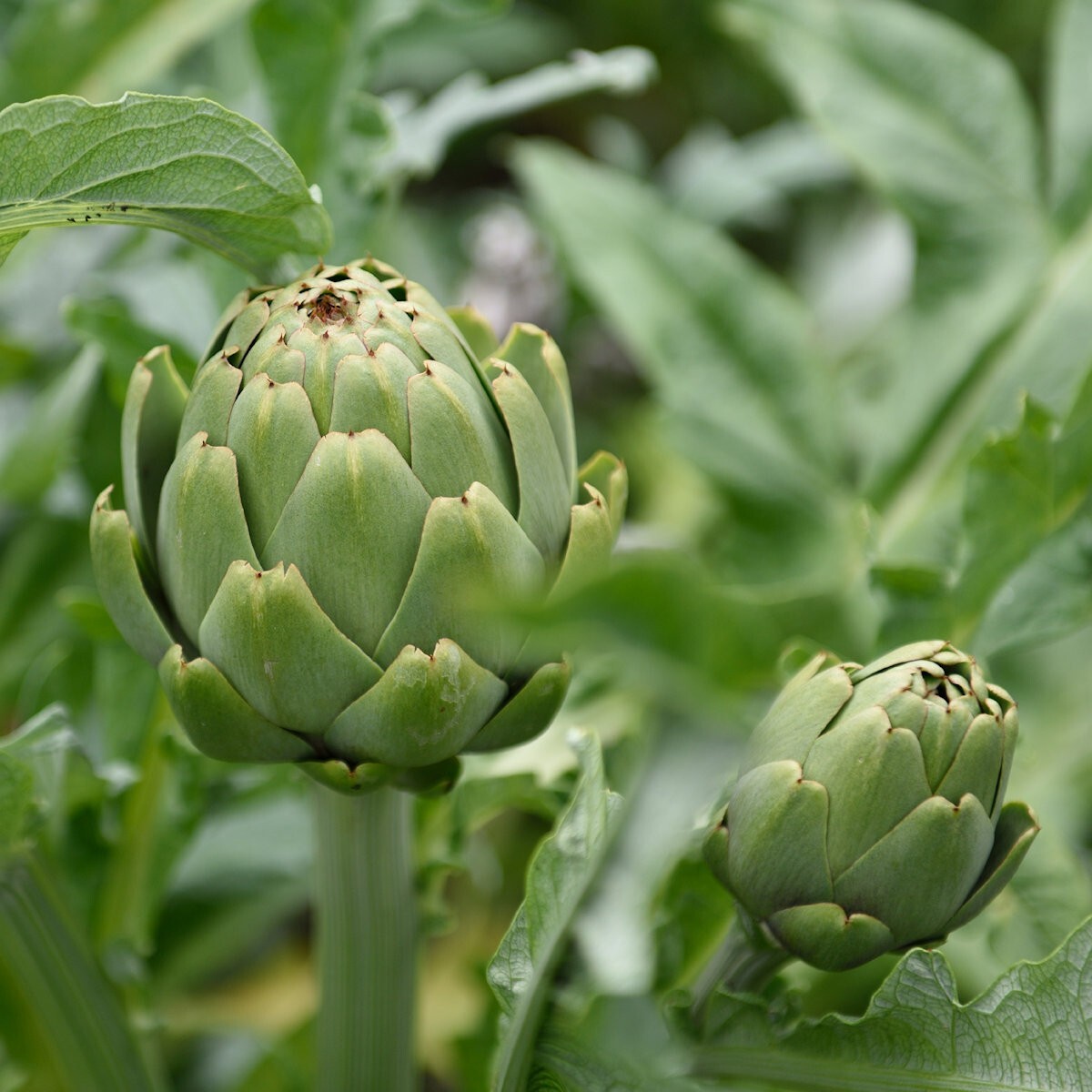 80 Green Globe Artichoke Seeds – Everwilde Farms Mylar Seed Packet