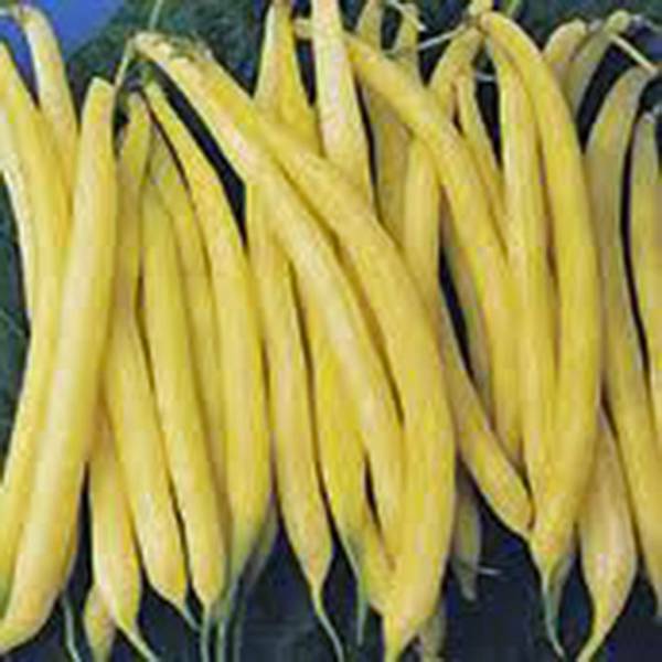 Golden Wax Bean, Bush Bean, NON Gmo, 100+ Seeds, Great Tasting n Healthy