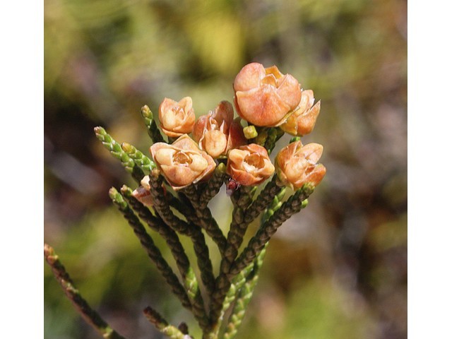 10 Seeds Creeping Juniper Juniperus horizontali, US Native Evergreen Shrub